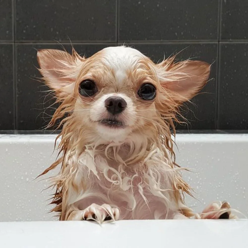 Sirius Groom Conditioner for Dogs in Lovely Berry